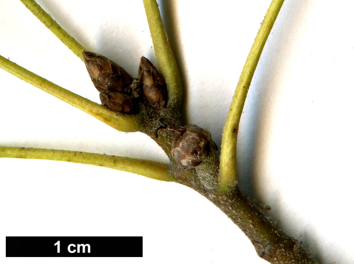 High resolution image: Family: Fagaceae - Genus: Quercus - Taxon: ×sternbergii (Q.buckleyi × Q.shumardii)